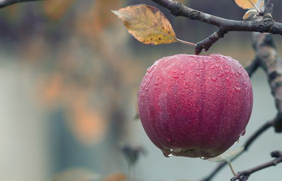 So schön rot sollen die Äpfel am Gymnasium Dorfen auch mal werden. Foto: CC0