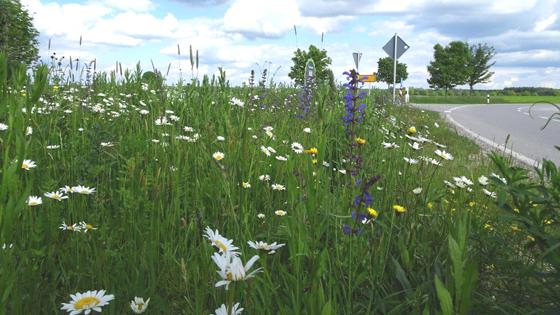 Unter dem Motto: Was blüht denn da, lädt der Bund Naturschutz zur Wildblumenführung im Juli ein. Foto: F. Langer