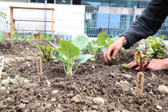In vielen Landkreisschulen wie Hohenbrunn, Sauerlach und Unterhaching hat die GemüseAckerdemie ihre Arbeit begonnen. Foto: Gemüse-Ackerdemie