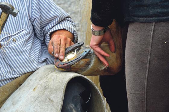 Mit handgeschmiedeten Nägeln wird das Hufeisen am Pferdehuf fixiert. Foto: Dieter Schnöpf