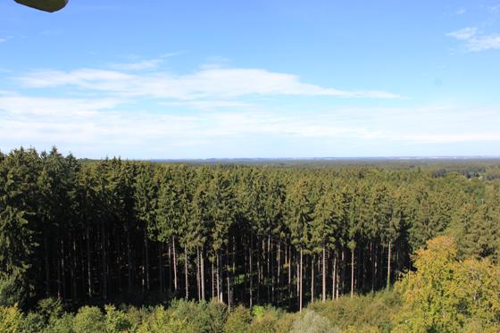 Der Ebersberger Forst hat weit aus mehr zu bieten außer nur Bäume und auch an den heißesten Sommertagen spendet das Blätterdach wohlig kühlen Schatten. Foto: sd