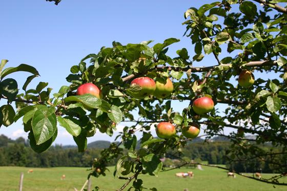 Am kommenden Samstag kann man Äpfel von Streuobstwiesen zur Saftpressung abliefern. Foto: Unser Land