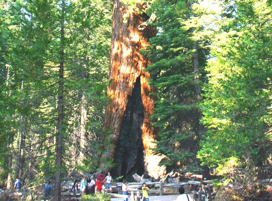 Beindruckender Koloss: Der "Grizzly Giant" im Yosemite National Park ist etwa 64 Meter hoch und rund 3000 Jahre alt. Foto: Mike Murphy, CC BY-SA 3.0
