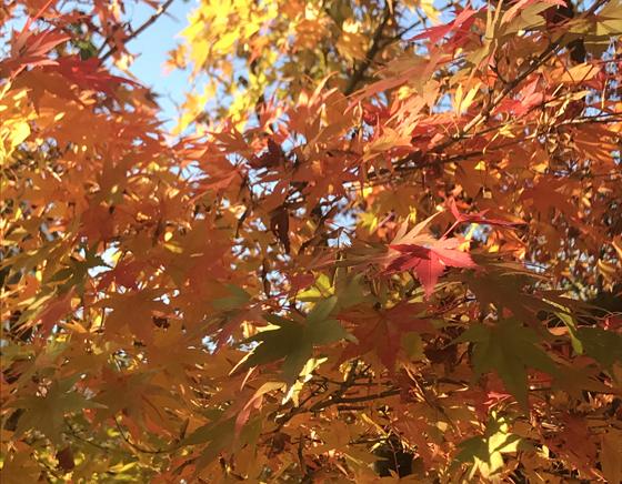 Wenn im Herbst die Blätter fallen, rät der Bund Naturschutz zu Harke und Rechen. Foto: hw