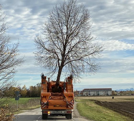 Vom Heimstettener Moosweg wird die Linde zu ihrem neuen Pflanzort gebracht. Foto: Sophia Schreib/Kirchheim 2024 GmbH