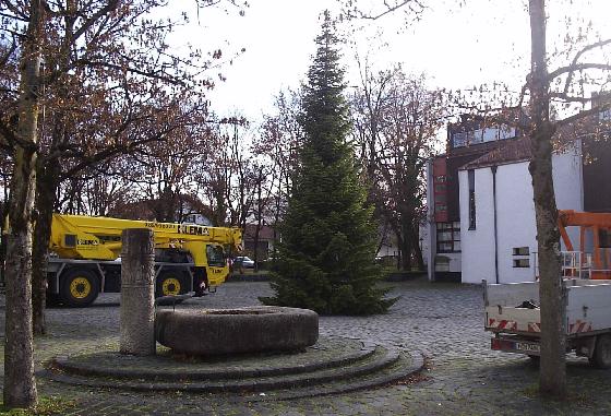 Der Christbaum ist vor kurzem am Ismaninger Kirchplatz aufgestellt worden. Foto: Gemeinde Ismaning