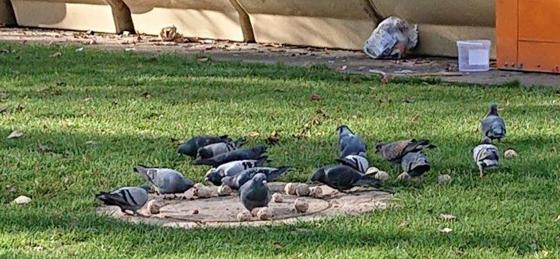 Tauben und Krähen werden in Untergiesing und Harlaching zu viel von den Menschen gefüttert. Foto: Norbert Riepl