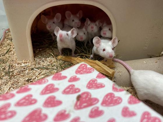 Die Mäuse erkunden im Tierheim München ihr vorübergehendes neues Zuhause. Foto: Tierheim München