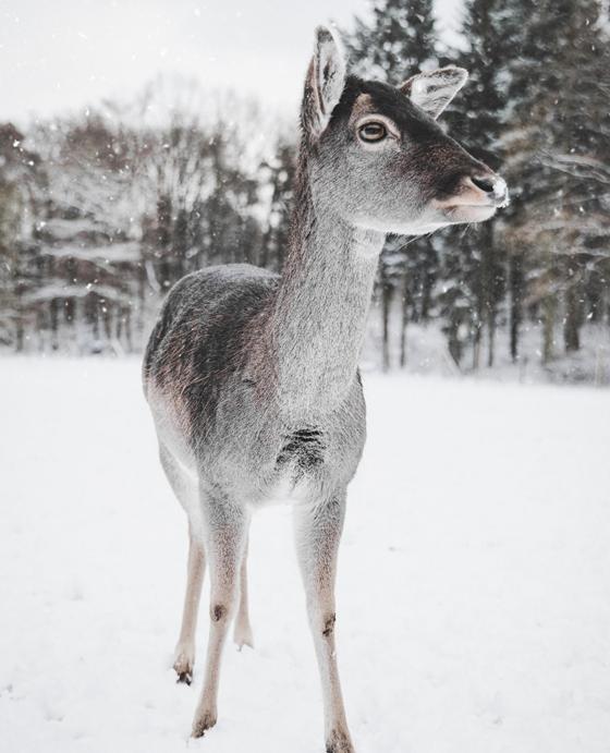 Wildtiere sind vor allem im Winter auf besondere Rücksichtnahme von Waldbesuchern angewiesen. Foto: CCO