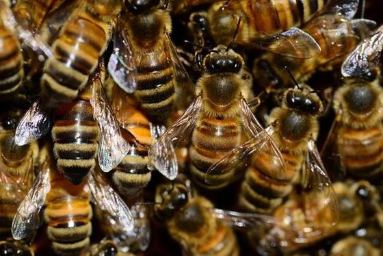 Die Bienenfreunde Erding bieten im Februar einen Kurs für alle an, die gerne Imker werden wollen. Foto: PollyDot, CC0