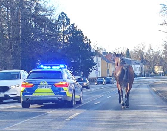 Ein entlaufenes Pferd hat im Münchner Nordwesten für Aufsehen gesorgt. Foto: Polizei München