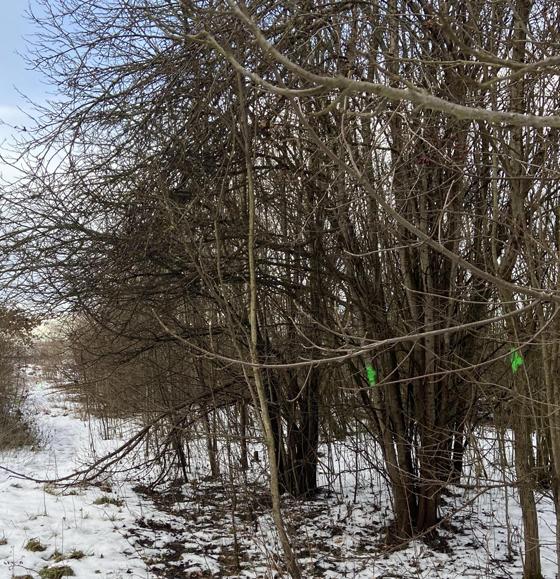 Die Bäume, die mit einem grünen X markiert sind, bleiben erhalten. Der Bewuchs entlang der Wegachsen wird gelichtet. Foto: Sophia Schreib/Kirchheim 2024 GmbH