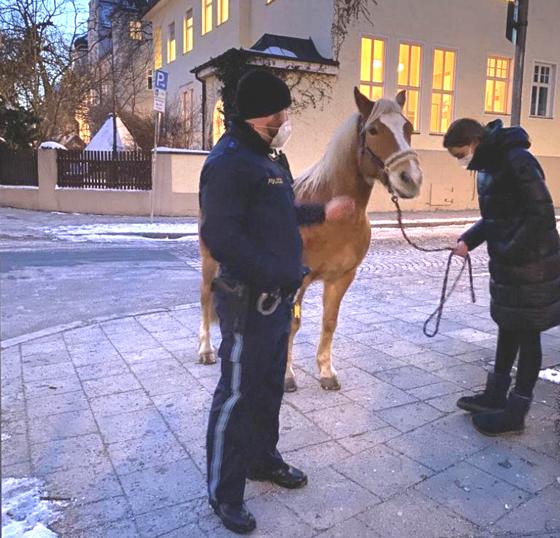 Pferd entlaufen: Eine aufmerksame Passantin fing es wieder ein. Foto: Polizei