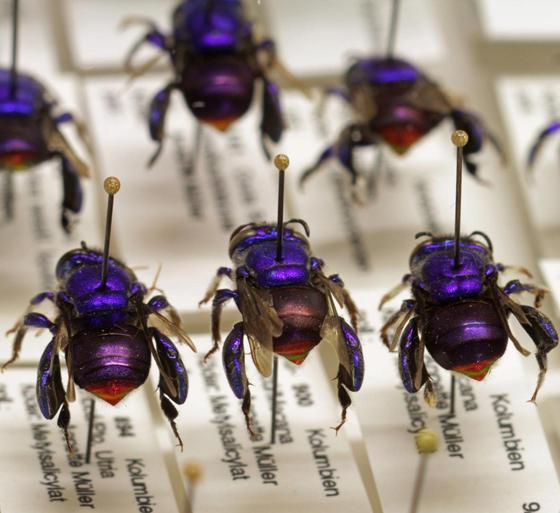 Blick in einen Sammlungskasten mit bunt schillernden Prachtbienen aus Kolumbien. Insekten sind die mit Abstand größte Tiergruppe und ein wesentlicher Sammlungsschwerpunkt der Zoologischen Staatssammlung. Foto: SNSB-ZSM
