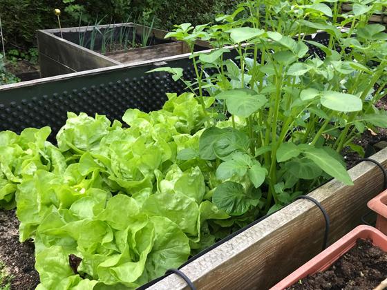 Nicht nur schön, sondern auch gesund: Salat aus dem eigenen Garten. Foto: hw