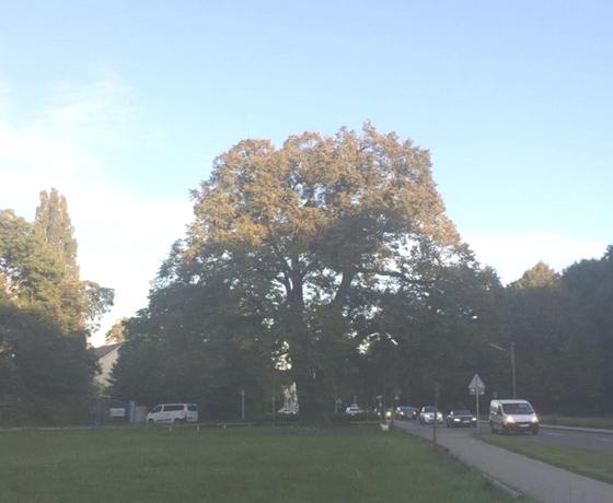 In Moosach steht Münchens ältester Baum. Hätten Sie's gewusst? Foto: Daniel Mielcarek