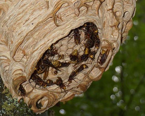 Auch vor Nistkästen machen Wespen und Hornissen nicht halt. Foto: Uta E./CCO