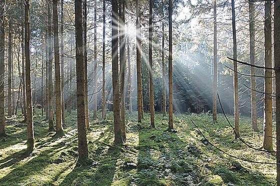 Den Wald erhalten: Die Naturschutzvereinigungen VLAB und Wildes Bayern fordern in einer gemeinsamen Pressemitteilung einen sofortigen Stopp aller Windkraftplanungen im Ebersberger Forst. Foto: CC0