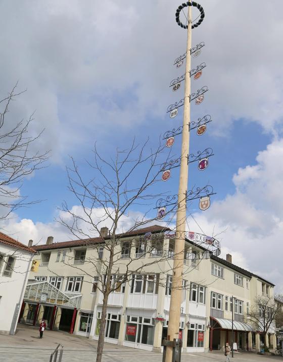Neu und naturnah: der neue Maibaum am Unterschleißheimer Rathausplatz. Foto: Stadt Unterschleißheim
