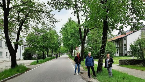 Die Gemeinde Oberschleißheim möchte wegen der geplanten Einführung des Expressbusses von Dachau nach Garching, über 30 Bäume entlang der St.-Hubertus- und Veterinärstraße in Oberschleißheim fällen. Foto: VA