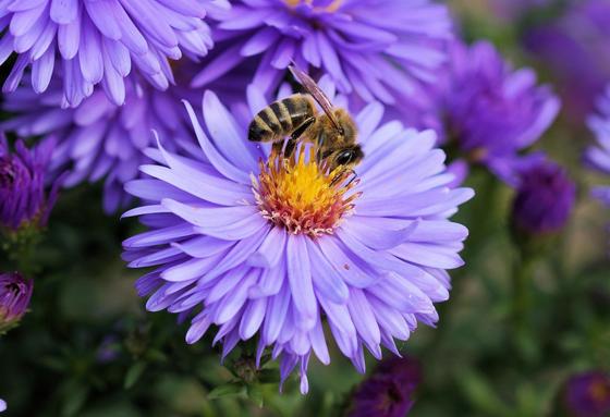 Wenn Bienen eine Blüte bestäuben, so ist dies eine Ökosystemleistung. Foto: NickRivers, CC0