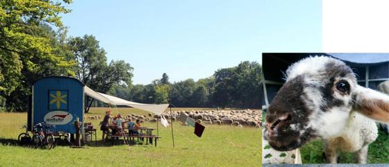 Noch bis zum 31. Juli lädt das Schäferlager am Fröttmaninger Berg Familien ein, das Schäferleben kennenzulernen. Fotos: VA
