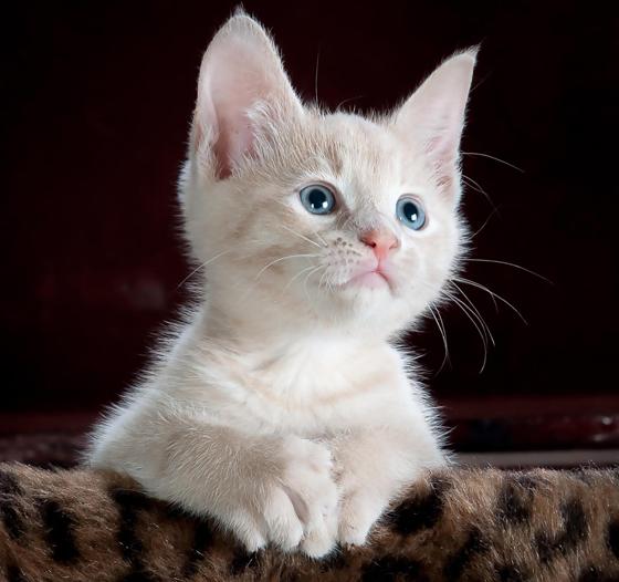 Der Internationale Tag der Katze wird alljährlich am 8. August begangen. Foto: CCO