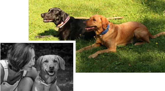 Hundeflüsterin Daniela Berg, man muss die Natur eines Hundes respektieren, erklärt sie das Geheimnis einer perfekten Hund-Mensch-Beziehung. Foto rechts: Monty und Murphy gehören zu den 10,7 Millionen Hunden, die in deutschen Haushalten leben. F: privat