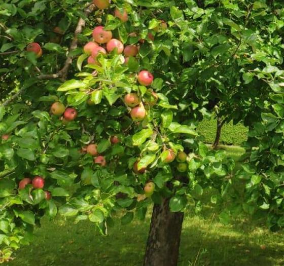 Bis Ende Oktober können Apfelbaumbesitzer ihr Obst zu Saft pressen lassen. Foto: Verein