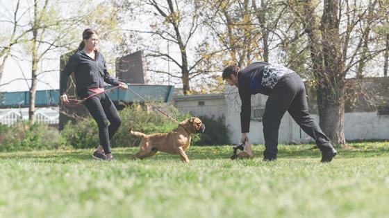 Workshop für Hundehalter und Nichthundehalter, soll für ein besseres Miteinander sorgen.  Foto: VA