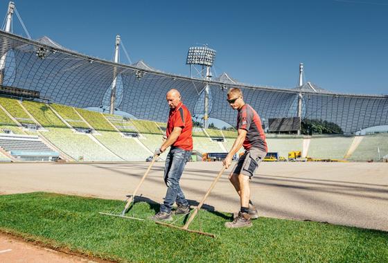 Im Münchner Olympiastadion wächst jetzt ein neuer Rasenteppich an. Foto: Olympiapark München/Fabian Stoffers