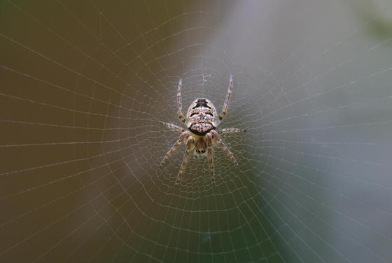 Spinnen lösen ganz unterschiedliche Reaktionen aus - von Faszination bis Ekel. Foto: CC0