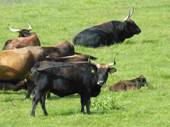 Bei ihrem Ausflug entdeckten die Mitglieder des Bund Naturschutz eine Herde mit prächtigen Heckrindern.  Foto: BN Erding