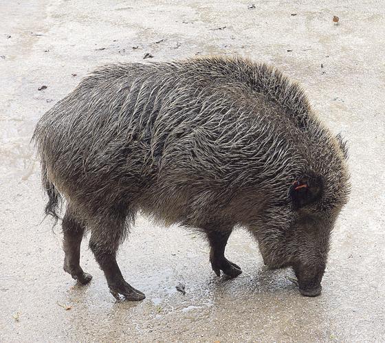 Damit Wildschweine sich nicht mit der Afrikanischen Schweinepest (ASP) anstecken, dürfen sie keinesfalls gefüttert werden. Foto: Heike Woschee