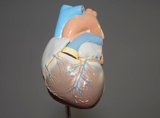 Kreisklinik klärt auf: Wie wirkt sich Bluthochdruck auf das Herz aus? Foto: VA