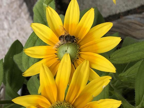Bienen produzieren nicht nur wertvollen Honig, sondern auch Wachs. Darüber informiert der Imkerverein Ottobrunn und Umgebung. Foto: hw