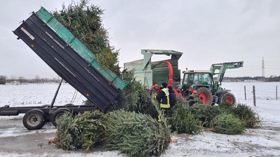 Mit Traktoren und Hängern wurden die ausgedienten Christbäume in der Gemeinde Grasbrunn gesammelt und anschließend zum gehäckseln gebracht. Foto: FFW Grasbrunn