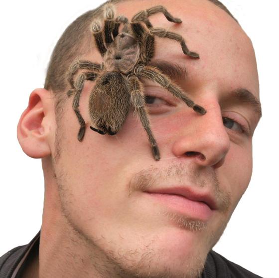 Wer Probleme mit Spinnen hat, kann dieser Angst in der Ausstellung entgegenwirken! Foto: Insectophobie/G. Neigert