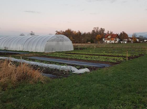Naturbelassenes Gemüse wächst auf den Feldern der Solidarischen Landwirtschaft in Neufarn. Foto: Privat