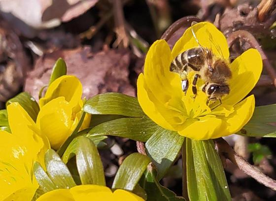 Im Landkreis Erding gibt es derzeit über 700 Bienenhaltungen, die Zahl der Völker reicht von einem bis über 100 Völker pro Imker. Foto: Stefan Dohl