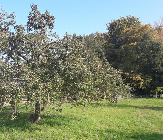 Der Bund Naturschutz hat einen kostenfreien Obstbaumschneidekurs organisiert. Foto: Bund Naturschutz