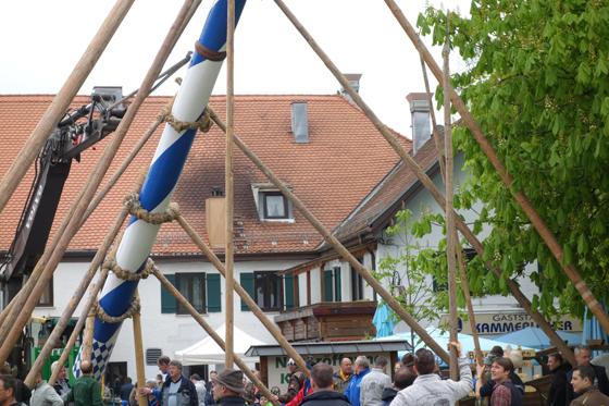 Am 1. Mai werden im Landkreis wieder jede Menge Maibäume aufgestellt: Hier wird auf jeden Fall gefeiert Oberhaching und Taufkirchen. Foto: hw