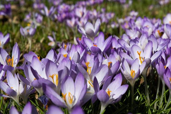 Tausende Krokusse kündigten den Frühling bereits Anfang März farbenfroh an. Foto: Botanischer Garten