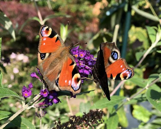 Wer seinen Garten mit insektenfreundlichen Pflanzen bestückt, darf sich über Schmetterlinge & Co freuen. Foto. hw