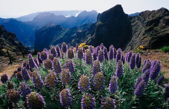 Harald Mielke zeigt beeindruckende Bilder von der portugiesischen Insel Madeira. Foto: VA