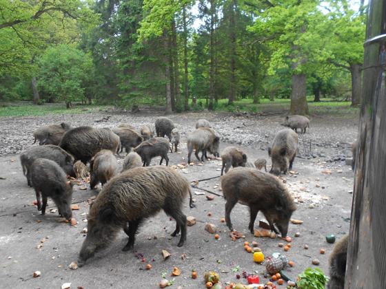 Die Wildschweine im Walderlebniszentrum haben derzeit Frischlinge. Die Fütterung findet täglich um 16 Uhr statt. Foto: hw