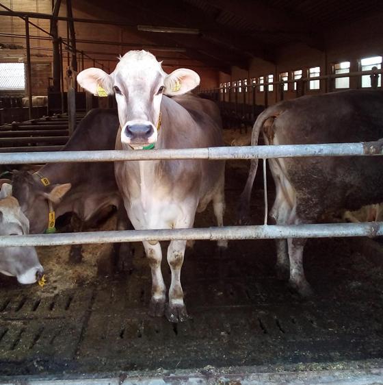 "Tierleid in der Milchindustrie systembedingt", sagt die Tierrechtsorganisation PETA. Foto: Stefan Dohl