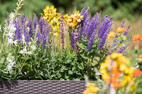 Mädchenauge und Steppensalbei bringen Farbe – und Bienen – auf den sonnigen, heimischen Balkon. Foto: © Blumen ? 1000 gute Gründe