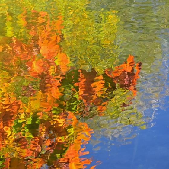 Die ganze Farbenpracht der dritten Jahreszeit gespiegelt in einem Weiher zeigt das Bild „Bunter Herbst“ von Brigitte Deus-Neumann. Foto: Brigitte Deus-Neumann
