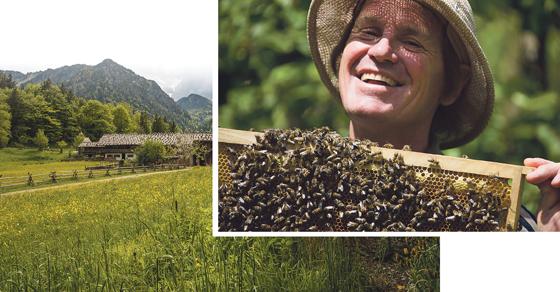 Auf den Wiesen des Museums finden die Bienen genug Nahrung. 	Fotos: Markus Wasmeier